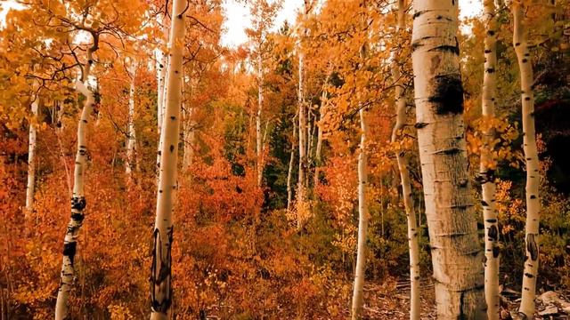 Эта осень к нам с тобой сошла с картины... смотреть онлайн