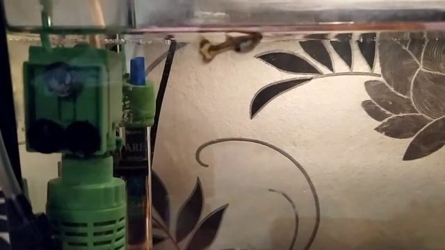 аквариумные рыбки, гуппи, тернеция. домашние рыбки смотреть онлайн