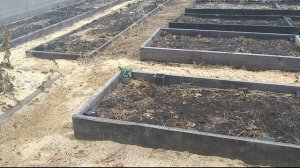 Ежевика в Сибири Открываю после зимовки.