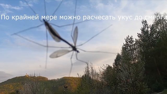 Забавные Мурчалки