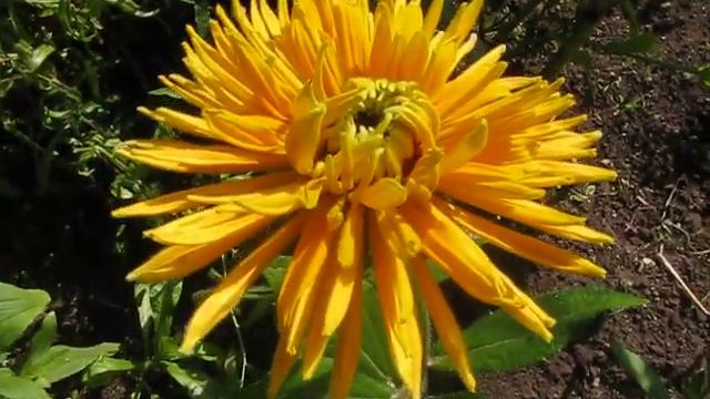 Рудбекии смотреть онлайн