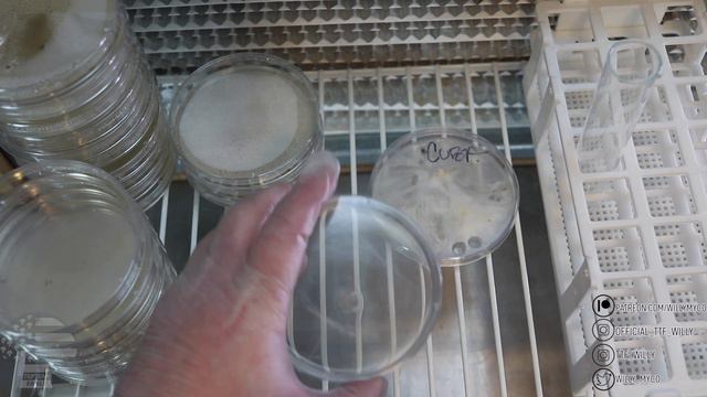 The art of perfect agar transfers | Using inoculation loops for LC's смотреть онлайн