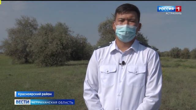 Россельхознадзор провёл в Красноярском районе рейд по выявлению опасного сорняка (1).mp4 смотреть онлайн