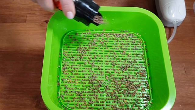 Микрозелень - это просто! смотреть онлайн