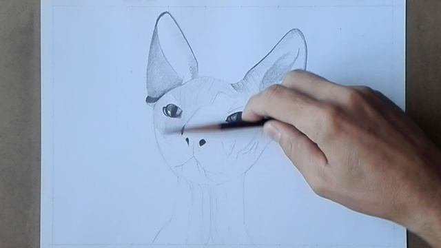 Как нарисовать кота породы Сфинкс карандашом. Часть1. How to draw a Sphinx cat with a pencil. смотреть онлайн