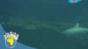 Ози Бу! Защити планету - Животные и как нам их защитить - Акулы