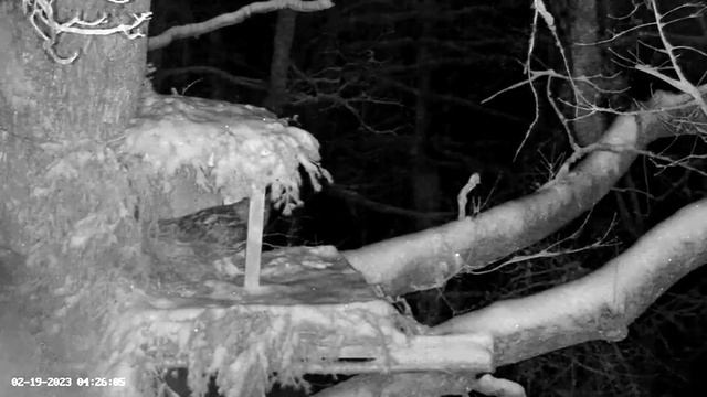 A Snowy Night for The Eagle Owl ? 02/19/23 04:23 смотреть онлайн