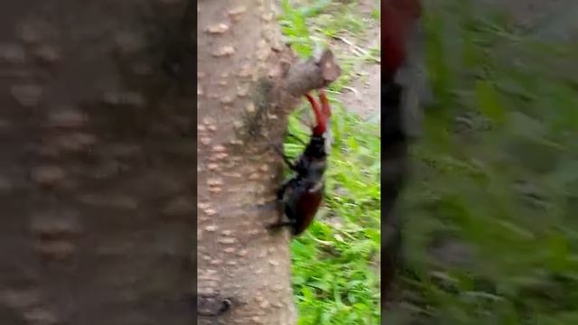 Жук.,, Рогатая баба''. смотреть онлайн