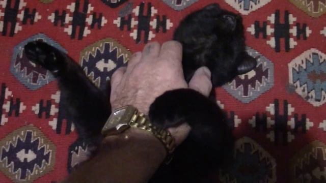 11_02_2020_КОТЁНОК УЛЫБАКА.mp4 смотреть онлайн