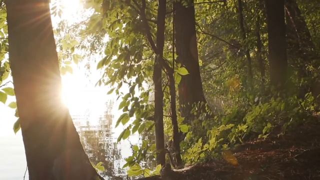 Relax: Walk In The Forest / Отдых и релакс: прогулка в лесу