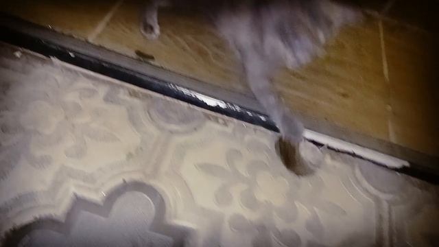Котенок мышелов смотреть онлайн