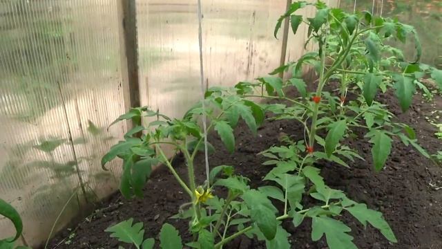Подвязываем кусты помидоры. Прогулка по даче. Цветы петуньи. смотреть онлайн