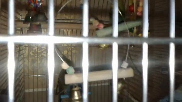 Как остановить яйцекладку смотреть онлайн