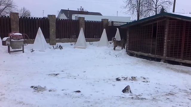 Кавказская овчарка сука смотреть онлайн