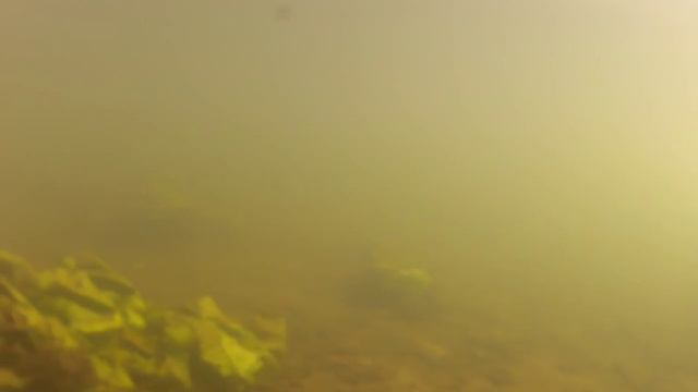 FishComm Shop: Съемка реки над и под водой (1.9.) смотреть онлайн