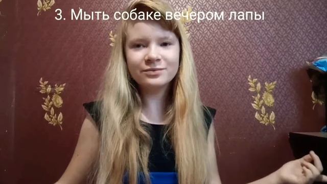 Как ухаживать за той-терьером? смотреть онлайн