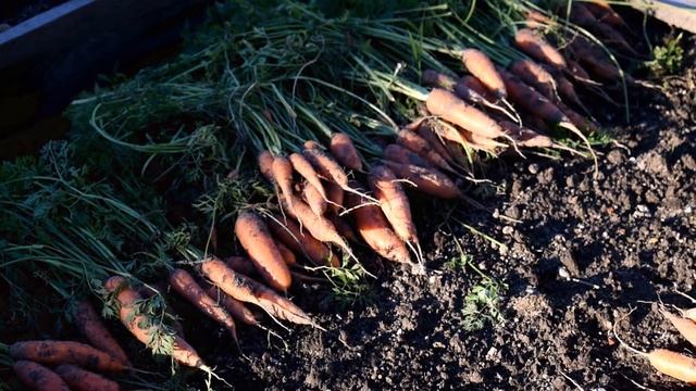 Выросли опята в саду, урожай свеклы и морковки. Наша жизнь. смотреть онлайн
