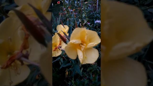 Смотреть всем! Лунник. Раскрывается бутон на глазах за считанные секунды. Невероятно! смотреть онлайн