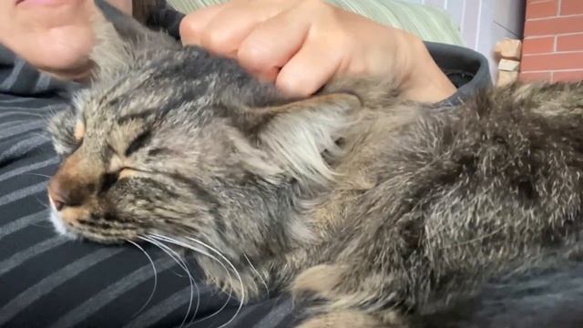 А как спит ваш кот? / How does your cat sleep? смотреть онлайн