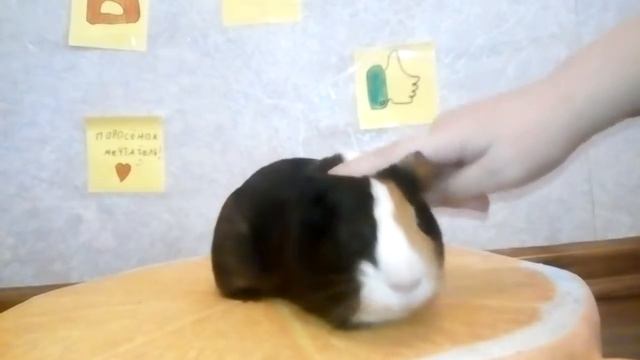 Видео как правильно брать морскую свинку что-то пошло не так смотреть онлайн