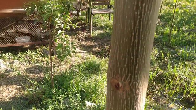 #бизнес Узбекистан Казахстан Киргизия Рассиа Тажикистан Дерева деньги 💰 смотреть онлайн