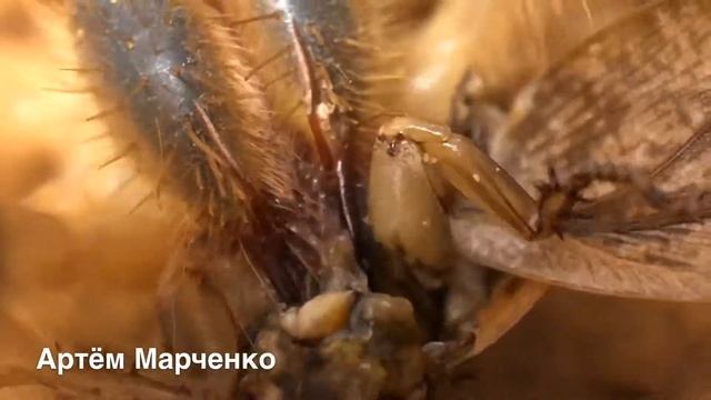 Сольпуга ( верблюжий паук) смотреть онлайн