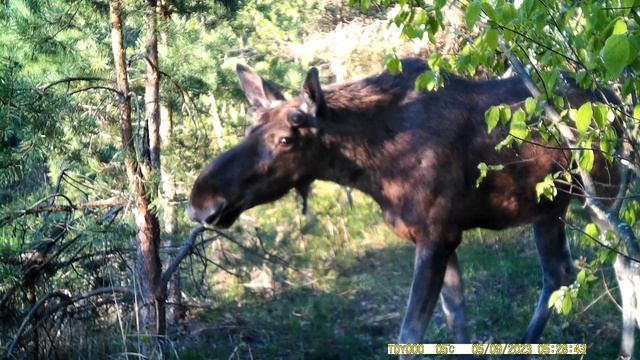 Лось на рассвете. смотреть онлайн