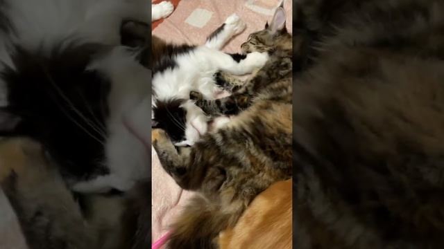 Poli maincoon. Полидактильный мейн-кун. смотреть онлайн