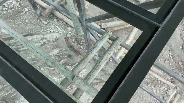 Сафари парк Геленджик смотреть онлайн