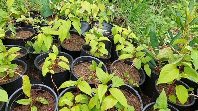 Саженцы лето 2023 смотреть онлайн