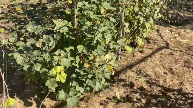 Мульчирование кустов крыжовника, смородины, жимолости. Mulching gooseberry current honeyberries смотреть онлайн