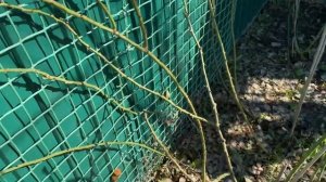 Обрезка и формирование кустов плетистой розы Флорентина! Работы в саду!