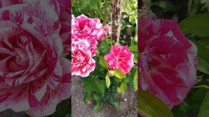 роза Пичард Фердинанд