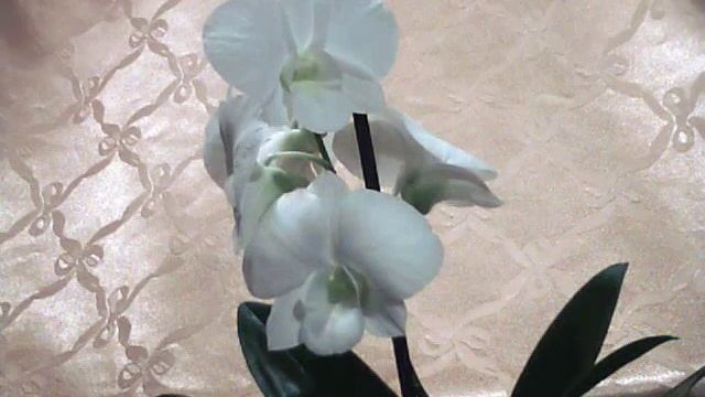 WHITE SURPRIS Дендробиум фаленопсис , Орхидеи, уход смотреть онлайн