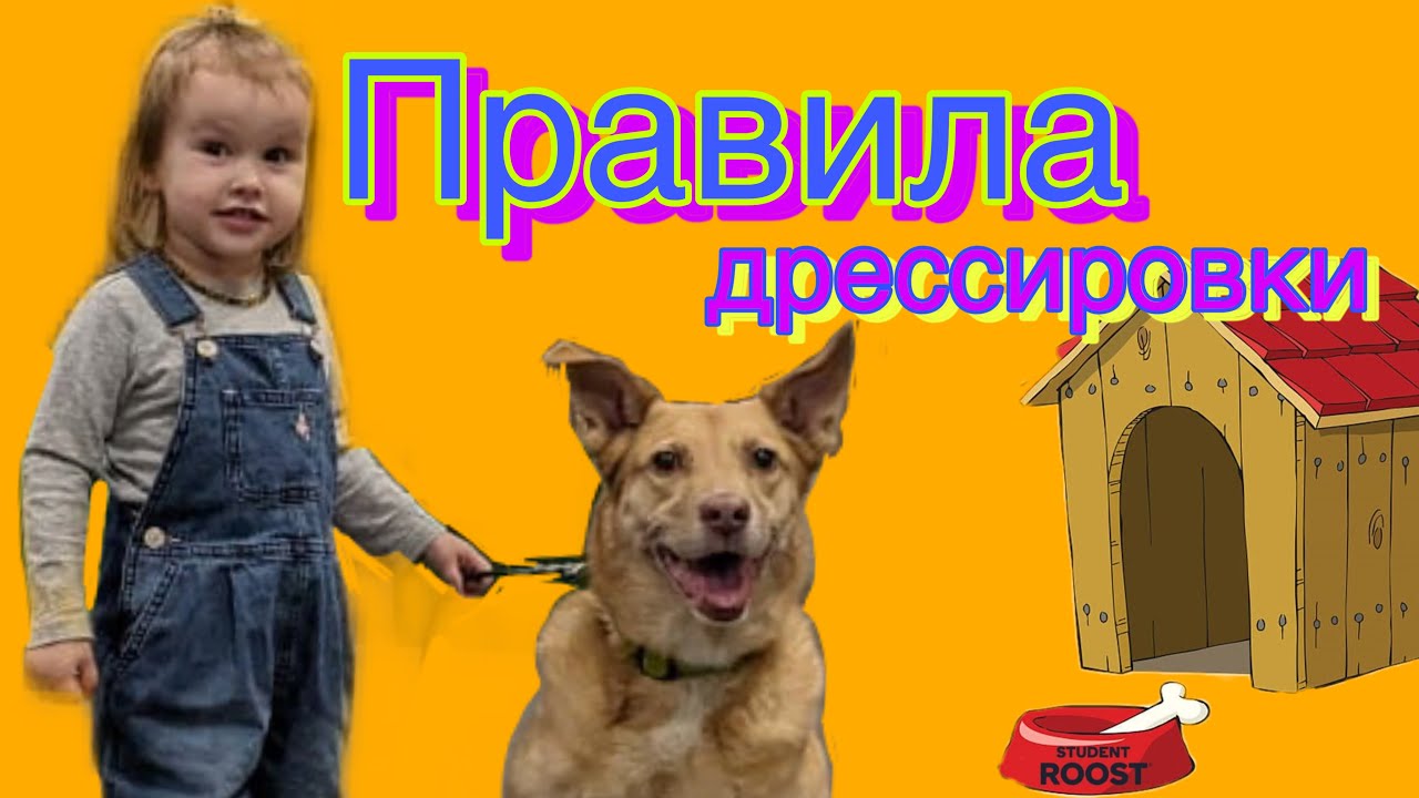 Сеня Влог. Дрессируем собак. Обучаем командам. смотреть онлайн