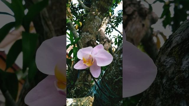 Phalaenopsis Sanderiana #shorts смотреть онлайн