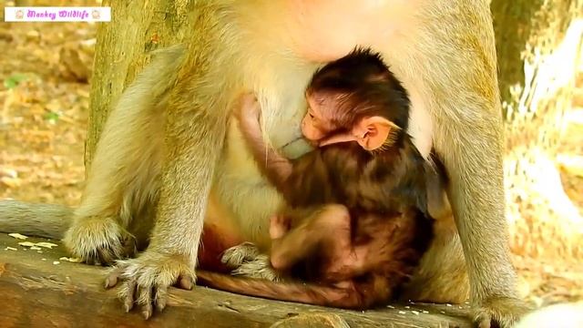 Fear! Careless Mother Monkey Made Her Baby Monkey Almost Fall From A High Tree To A Cliff смотреть онлайн