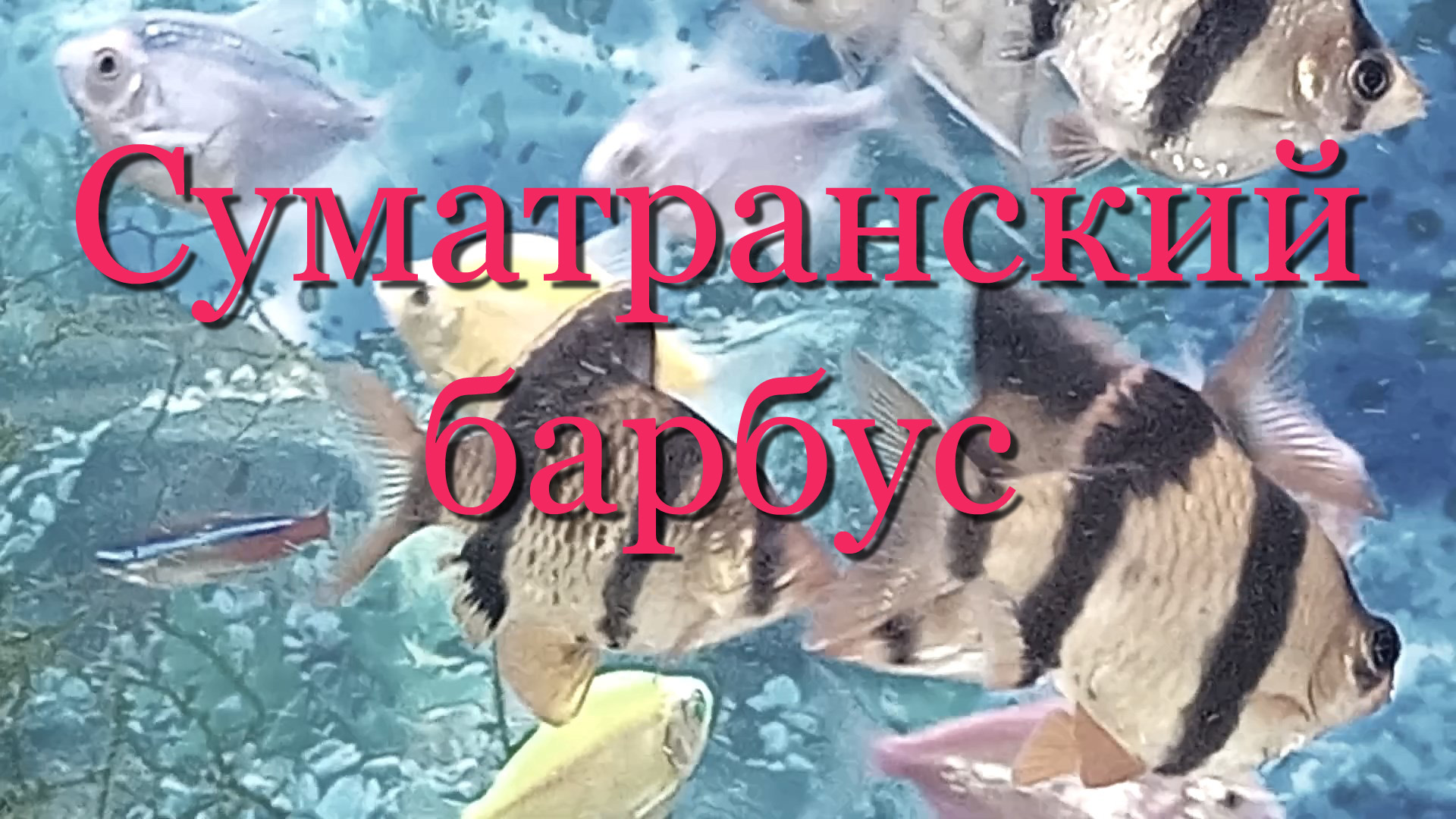 Барбус суматранский: содержание, уход, совместимость в аквариуме, разведение. смотреть онлайн