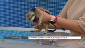 Сурикаты в доме: содержание и уход