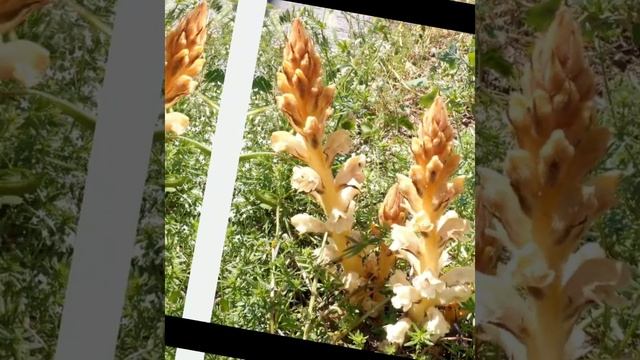 √54 Распространение Культурных растений.Сорные травы