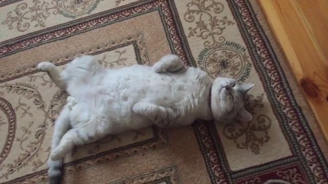 Животное, прикол , смех , сон смотреть онлайн