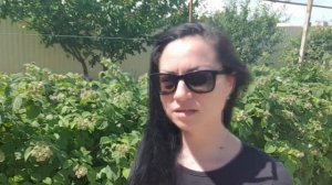 Малина Глен Файн. Стена из ягод.....