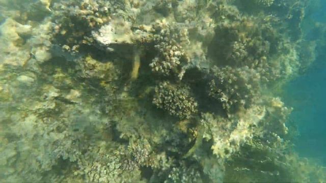 Неопознанная тёмно-зелёная рыбка смотреть онлайн