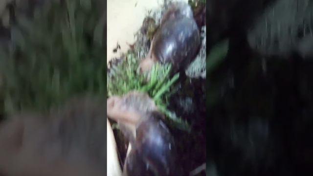 Расскажу какую траву можно давать ахатинам. ☘️🌿🌱🐌 смотреть онлайн