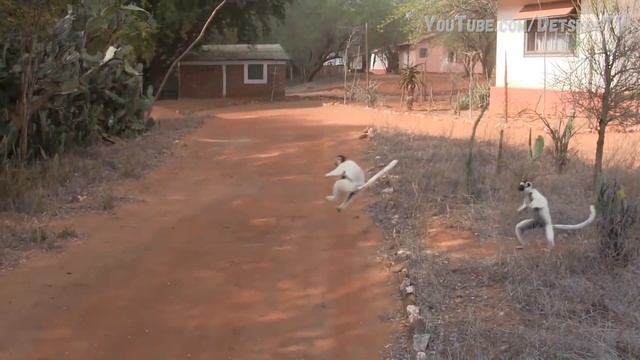 Кто такая Сифака? смотреть онлайн