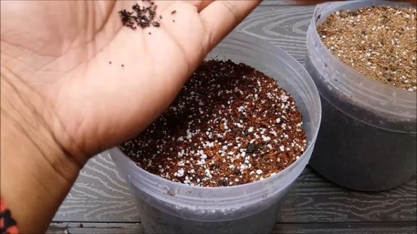 Grow Cactus From Seed|100% SUCCESS RATE