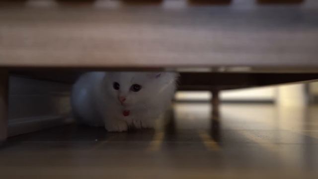 I Lost My Cat Arya - What I Learned | The Cat Butler смотреть онлайн