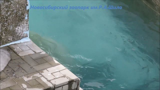 Только я отвернулась, Кай прыгнул в воду 29.04.2021 смотреть онлайн