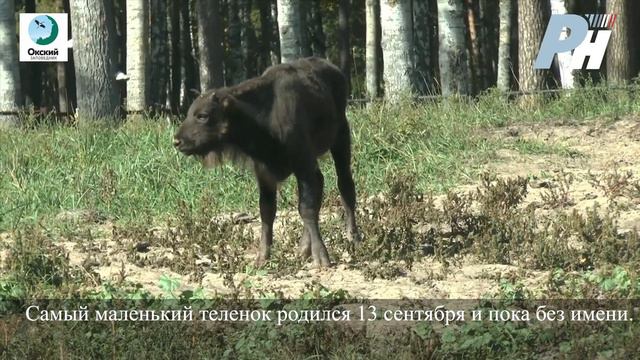 Десять рязанских зубров переедут в нацпарк «Смоленское Приозерье». смотреть онлайн