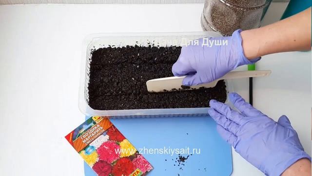ГВОЗДИКА: тонкости выращивания рассады ⚘⚘⚘